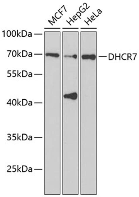 dhcr7 antibody